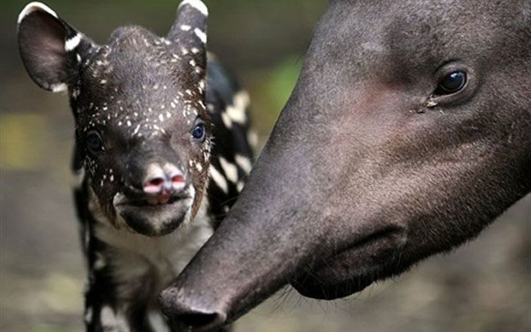 Колумбія, Медельїн. Дитинча тапіра на прізвисько Danta народилося в неволі у зоопарку Санта-Фе в Медельїні, департамент Антіокия, Колумбія. / © AFP
