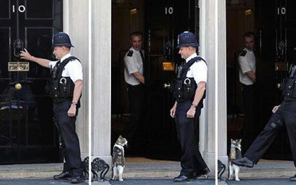 Великобританія, Лондон. Поліцейський впускає кота Ларрі, який офіційно мешкає на Даунінг-стріт, до резиденції прем&#039;єр-міністра Великобританії. До обов&rsquo;язків Ларрі входить ловити мишей в будинку британського прем&rsquo;єра. / © AFP