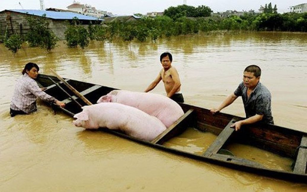 Китай, Ланкі. Китайські фермери рятують своїх свиней від повені, яку спричинили сильні дощі на сході Китаю в провінції Чжецзяню. Постраждалі від повені райони центрального та південного Китаю готуються до нового нападу стихії. / © AFP