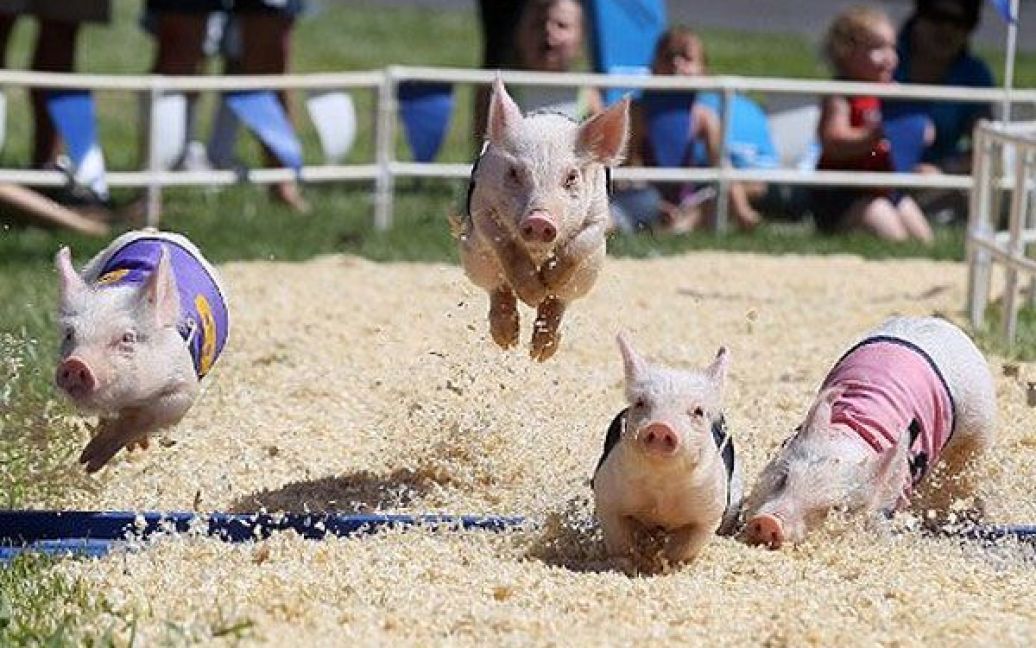 США, Плезантон, штат Каліфорнія. Свині з команди "Гонщики-свині з Аляски" беруть участь у змаганнях на ярмарку Alameda County Fair в місті Плезантон. Йього року в Плезантоні проводть 99-ий ярмарок, гості якого можуть відвідати атракціони, вибрати худобу, побачити скачки і перегони свиней. / © AFP