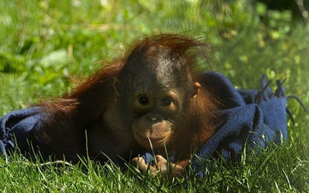 Іспанія, Мадрид. Дитинча орангутанга Бу сидить у своєму вольєрі в зоопарку Мадрида. Бу, якому нещодавно виповнилось 9 місяців, назвали на честь санскритського "Bhoomi", що означає Земля. / © AFP