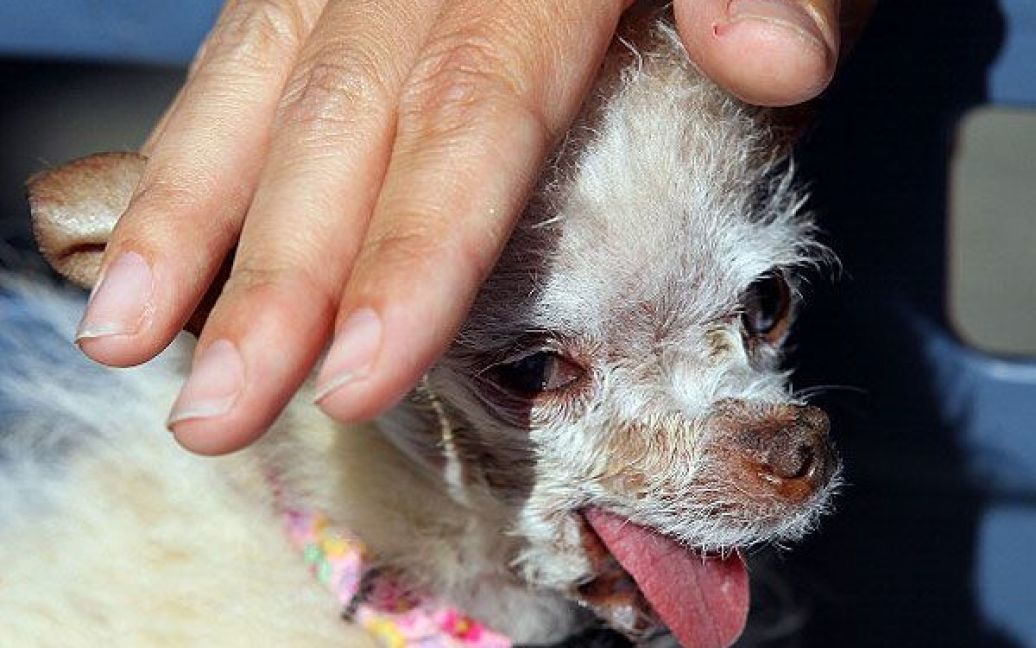 Господиня собаки Террі Шумахер, що проживає в Каліфорнії, розповіла журналістам, що знайшла вихованця на вулиці і спочатку прийняла його за щура. / © Getty Images/Fotobank