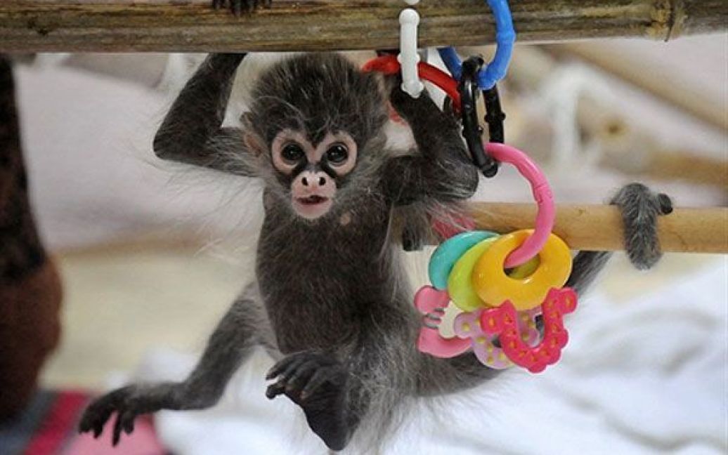 Вигодовувати мавпеня довелось працівникам зоопарку. / © AFP