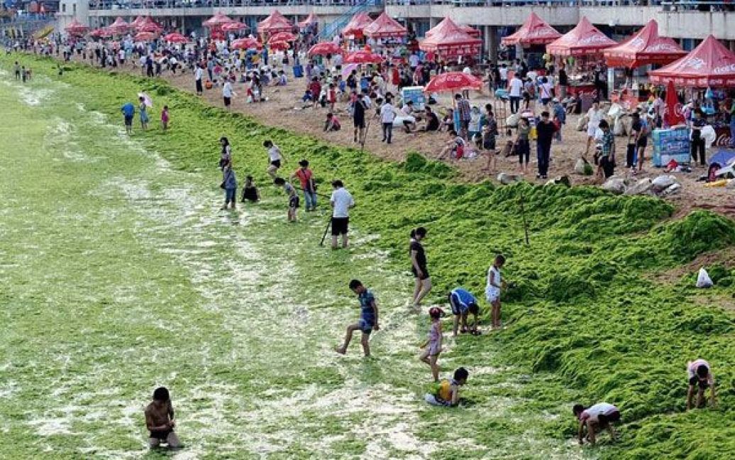 Пляжі китайської провінції на березі Жовтого моря потерпають від нашестя зелених водоростей. / © AFP