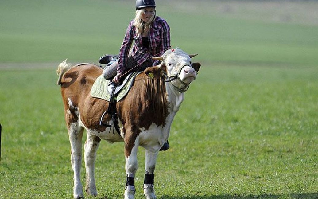 У південному німецькому місті Лауфен мешкає 15-річна німкеня Регіна Майер, яка за два роки навчила корову Луну долати бар&rsquo;єри. / © bigpicture.ru