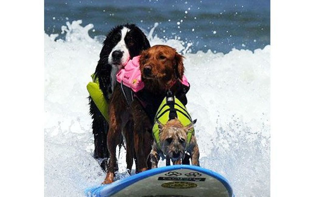 У Сан-Дієго (США) на пляжі Імперіал-Біч пройшов 6-ий щорічний собачий Чемпіонат з водного серфінгу. / © AFP