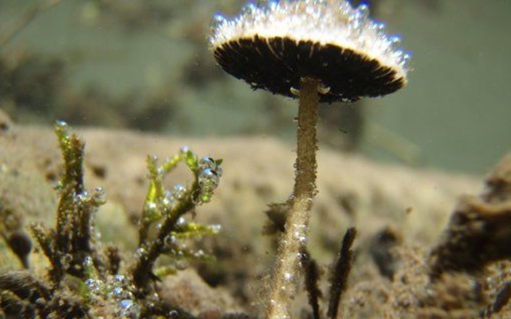 Підводний гриб Psathyrella aquatica / © 