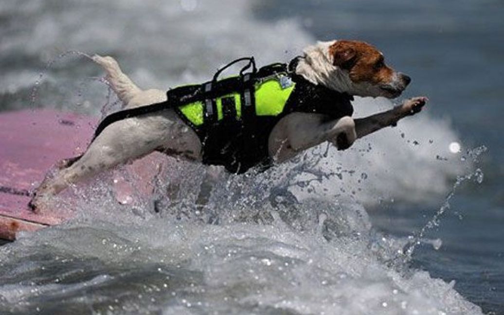 На пляжі Імперіал-Біч в США провели щорічний Чемпионат з серфінгу серед собак. / © AFP