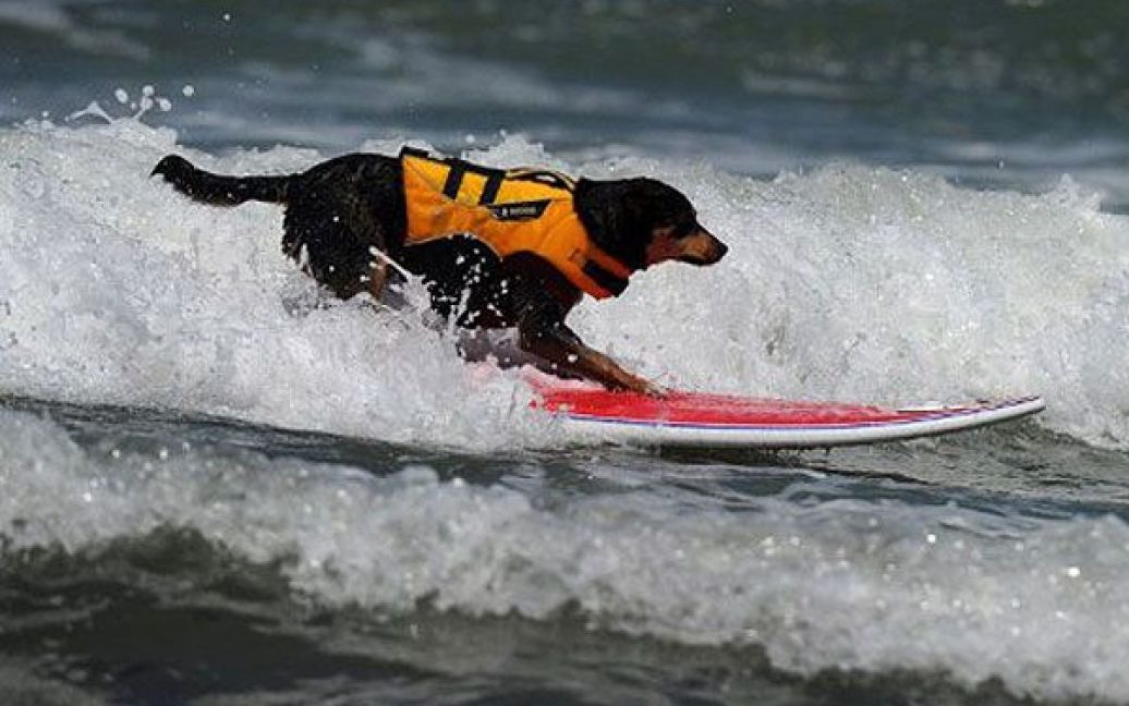 На пляжі Імперіал-Біч в США провели щорічний Чемпионат з серфінгу серед собак. / © AFP