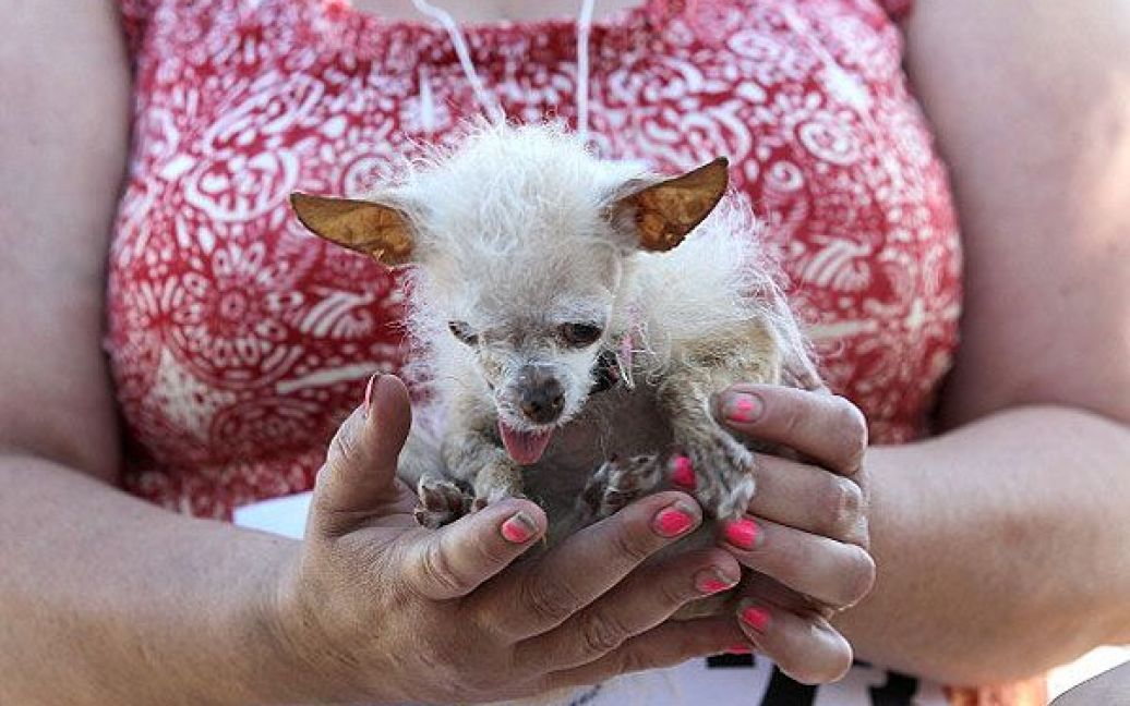Найпотворнішим собакою світу визнали метиса чихуахуа і китайського чубатого собачки на прізвисько Йода. / © Getty Images/Fotobank