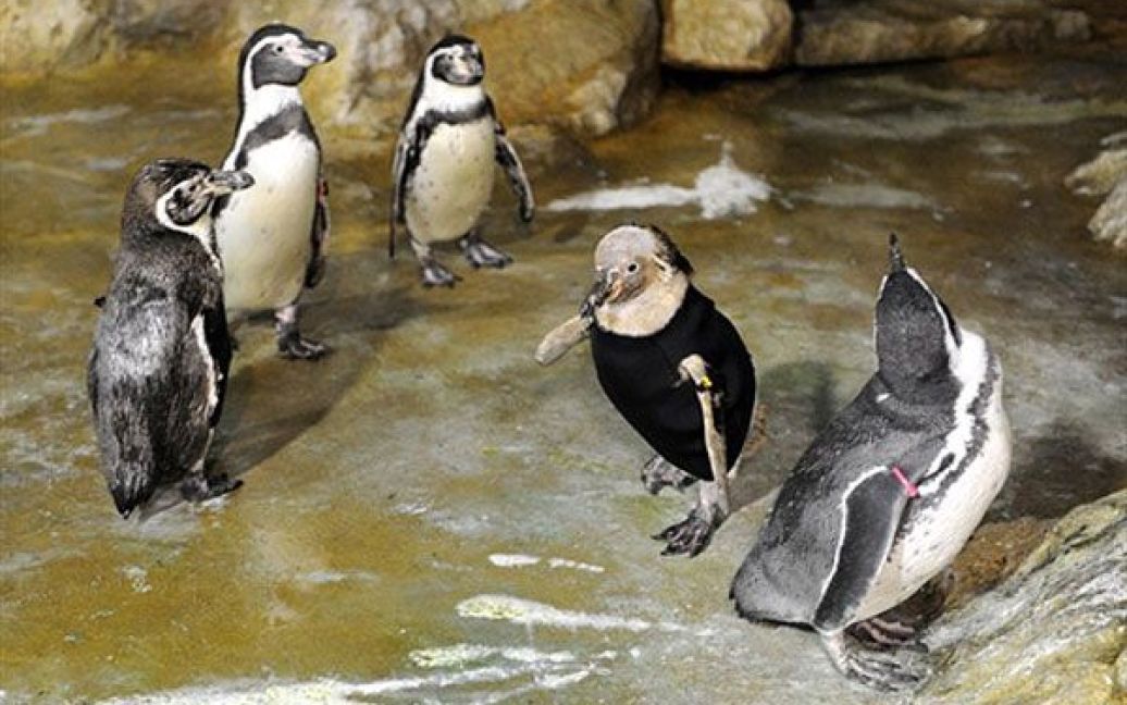 Для пінгвіна пошили спеціальний гідрокостюм, який діє як природне покриття пір&rsquo;ям. / © AFP