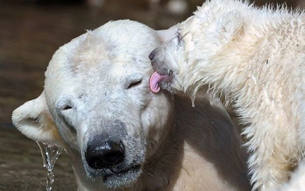 Німеччина, Нюрнберг. Один з двох полярних ведмежат на прізвисько Грегор облизує вухо своїй матері під час прогулянки у зоопарку Тіргартен в місті Нюрнберг. / © AFP