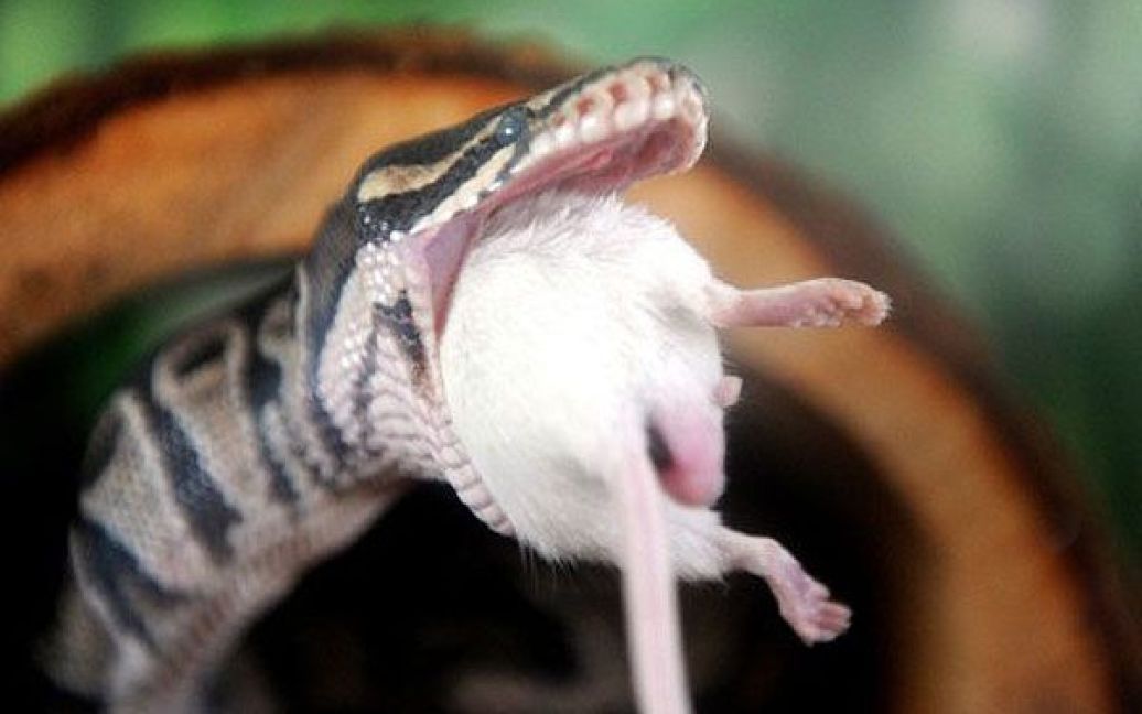 США, Лос-Анджелес. Королівський пітон (Python Regius) їсть мишу в своєму вольєрі у зоопарку Лос-Анджелеса, штат Каліфорнія. / © AFP