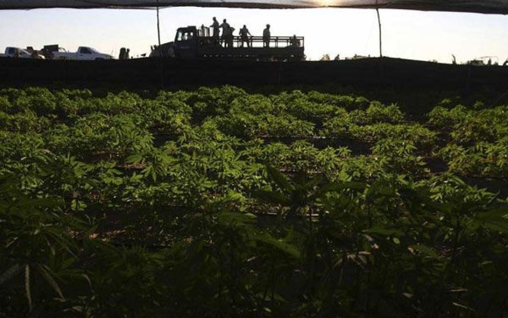 Мексиканська армія виявила поблизу кордону зі США найбільшу плантацію марихуани в історії країни, площею 120 га. / © bigpicture.ru