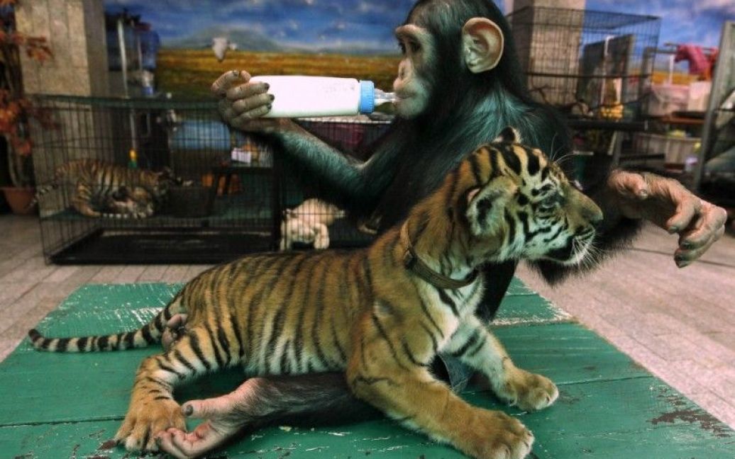 Своїх дітей у дворічного шимпанзе До-до немає / © ibtimes.com