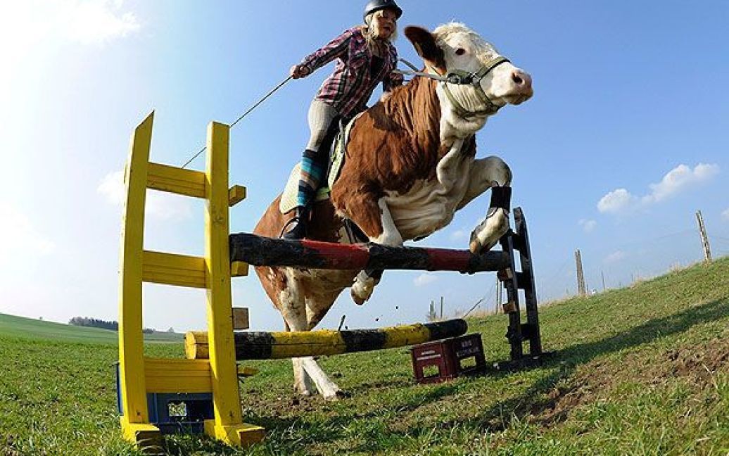У Німеччині 15-річна Регіна Майєр навчила свою корову на ім&#039;я Луна вміло гарцювати, і перестрибувати перешкоди, як наїздний кінь. / © bigpicture.ru