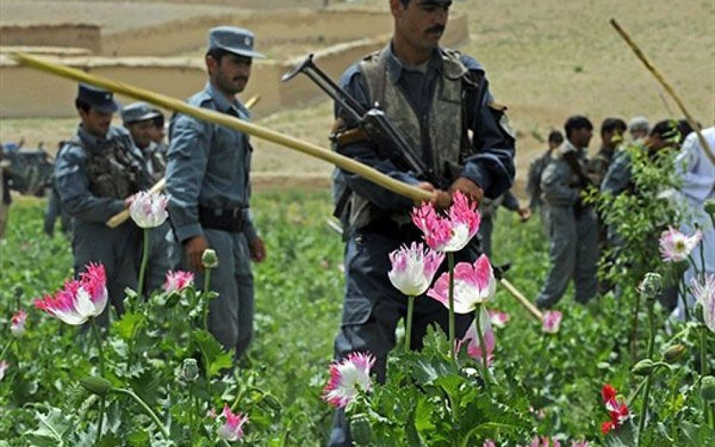 Афганістан, Калат. Афганські поліцейські знищують посіви маку на полі поблизу міста Калат у провінції Забул. Представник ООН заявив, що Афганістан виробляє близько 90 відсотків опіуму в світі. Фото AFP/ВПС США/Брайан Вагнер / © AFP