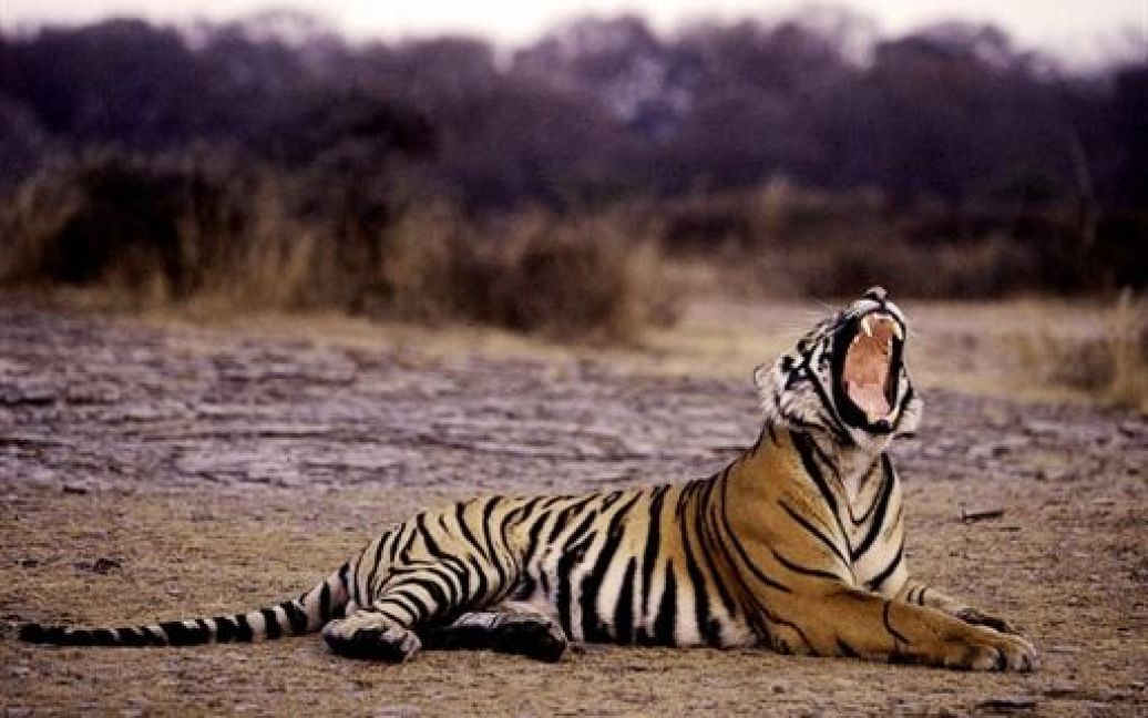 Популяція тигрів. Всього у світі тигрів залишилося 3200. Для потреб китайської традиційної медицини вбивають у середньому по одному тигру на добу. / © Global Look Press