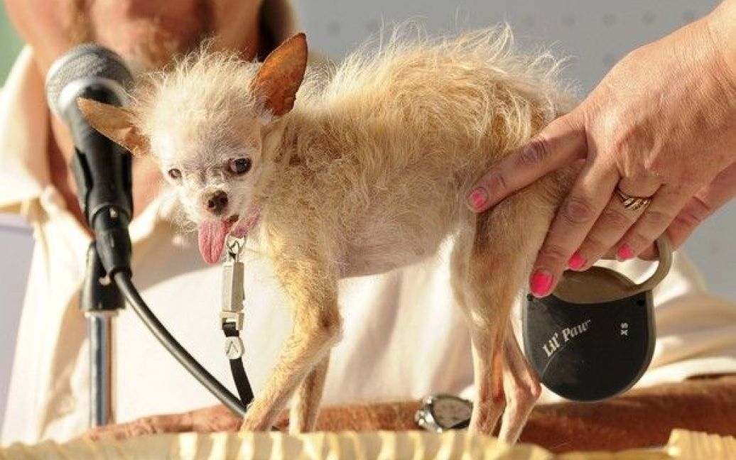 Найпотворніша собака світу / © Washington Post