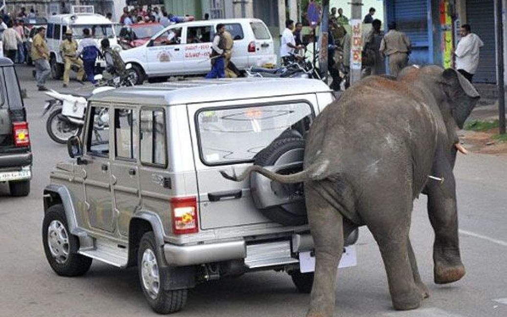 Індія, Майсур. Дикого індійського слона, який влаштував погром в індійському місті Майсур, намагаються зупинити дротиком із транквілізаторами. Двоє диких слонів розтоптали до смерті одну людину і поранили ще трьох. / © AFP