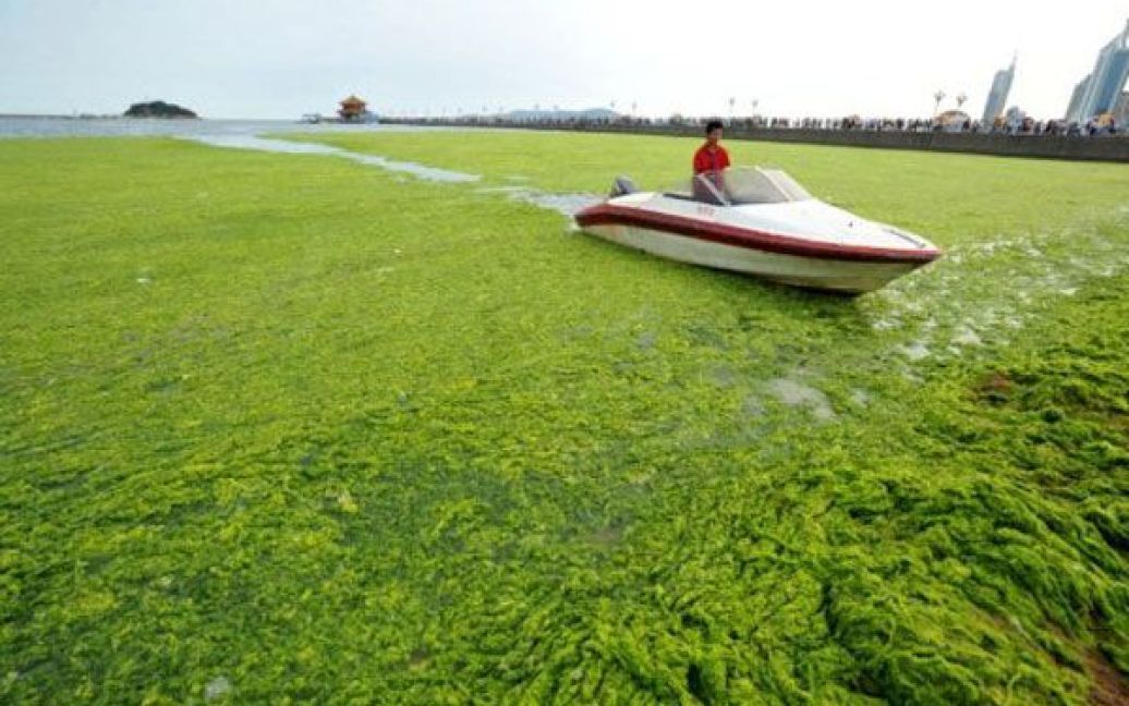 Пляжі китайської провінції на березі Жовтого моря потерпають від нашестя зелених водоростей. / © AFP