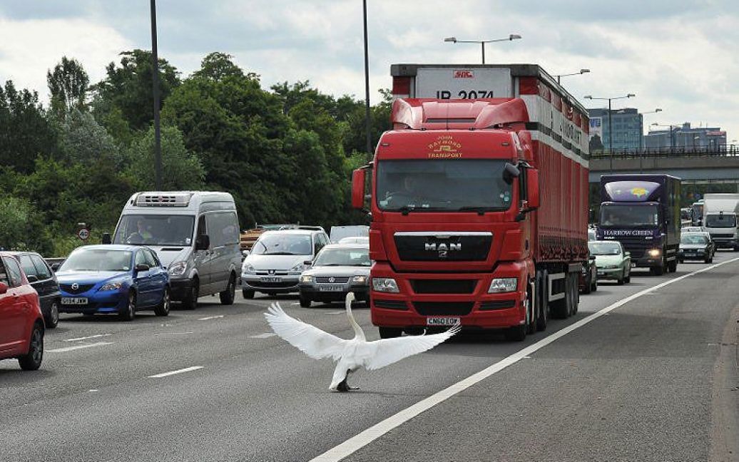 Великобританія, Лондон. Лебідь затримав транспортний рух на автомагістралі поблизу Лондона. / © AFP
