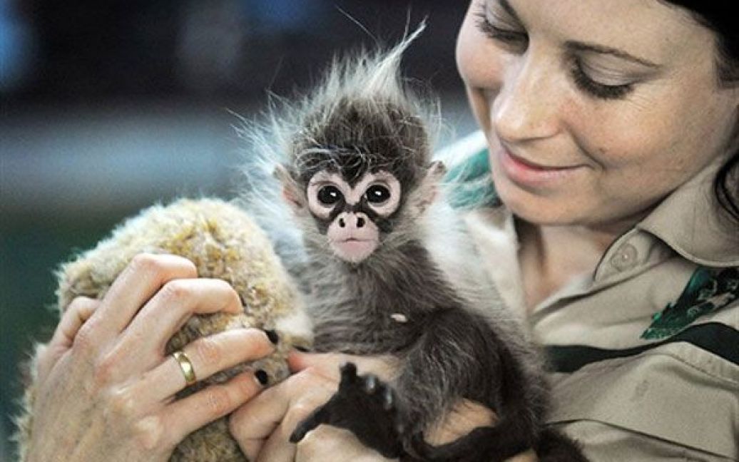 Дитинча павукоподібної мавпи Естела народилось у зоопарку австралійського міста Мельбурн у січні 2011 року. / © AFP