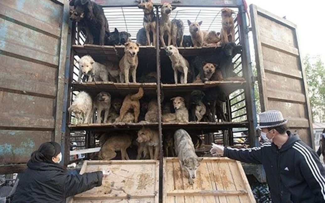 Китай, Пекін. Китайські захисники тварин випускають врятованих собак з вантажівки. Активісти Асоціації з захисту прав тварин затримали колону вантажівок з 500 собаками, яких готували "на м&#039;ясо" і звільнили тварин. / © AFP