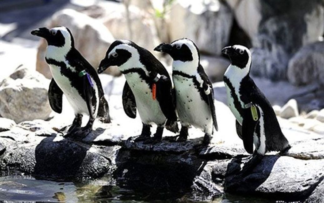 ПАР, Симона. Африканські пінгвіни у зоопарку Кейптауна. Пінгвіни була занесені у категорію тварин, що знаходяться під загрозою зникнення. / © AFP