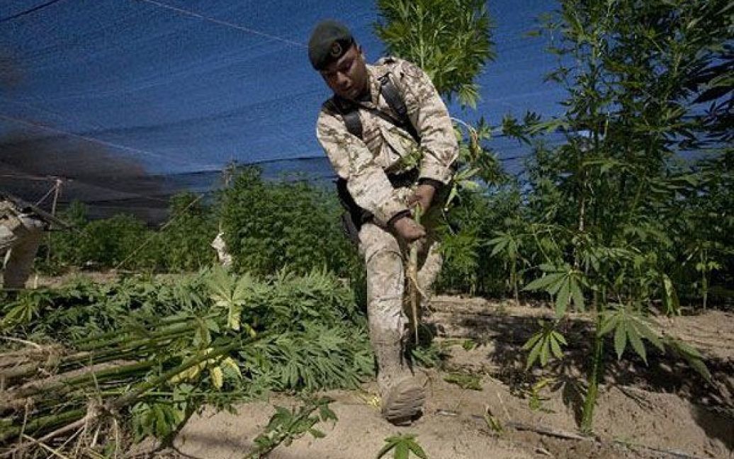 Мексиканська армія виявила поблизу кордону зі США найбільшу плантацію марихуани в історії країни, площею 120 га. / © AFP