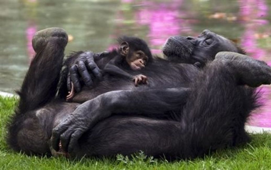 Мексика, Гвадалахара. Новонароджене дитинча шимпанзе грає зі своєю матір&#039;ю Зурі в зоопарку Гвадалахари. / © AFP
