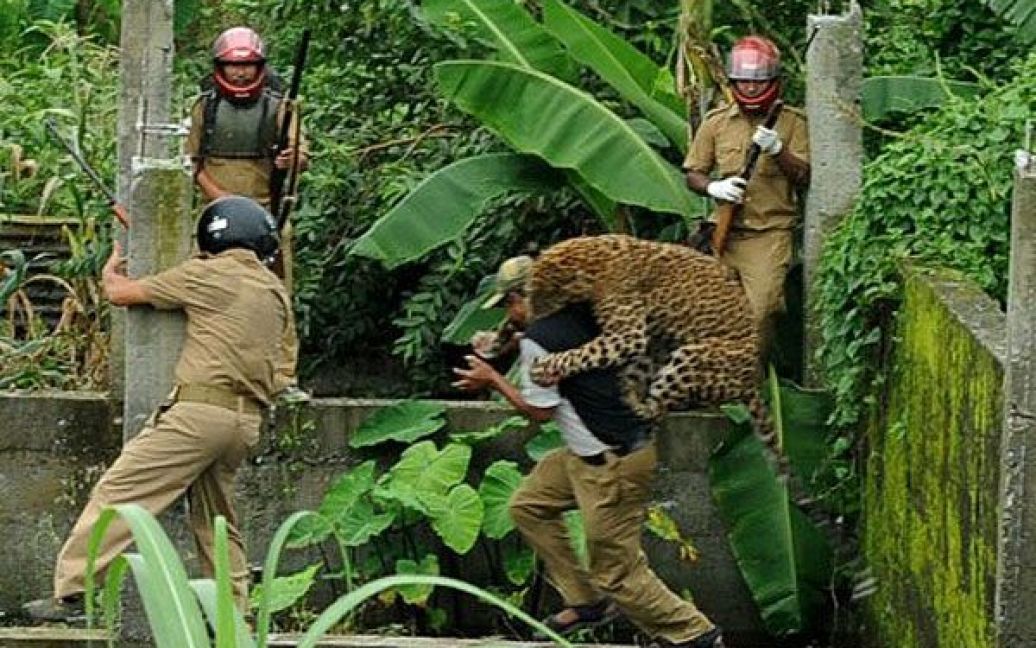 Дикий леопард в Індії напав на шістьох працівників лісової охорони, перш ніж його усипили. / © AFP