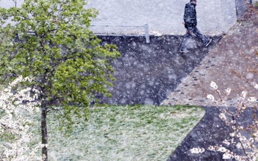 Швеція, Стокгольм. Сніг падає на квітучі дерева у одному з парків швецької столиці. Після майже тижня спеки, температур а повітря у Стокгольмі впала нижче нуля. / © AFP