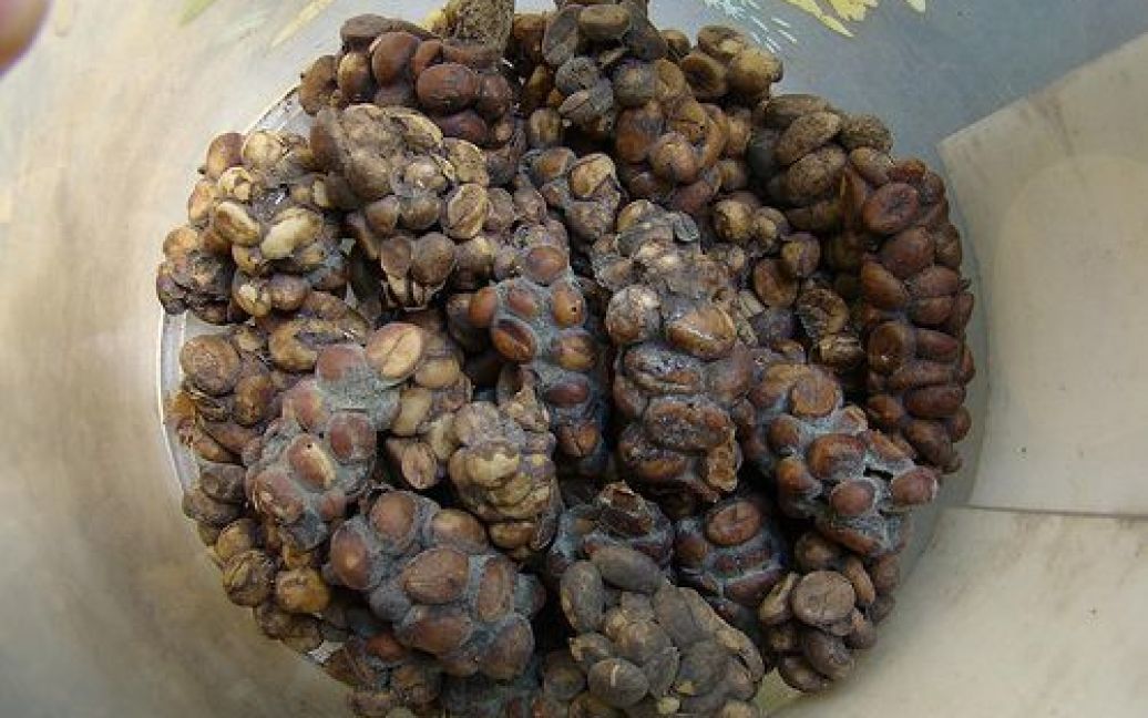 Кава "Kopi Luwak" / © 