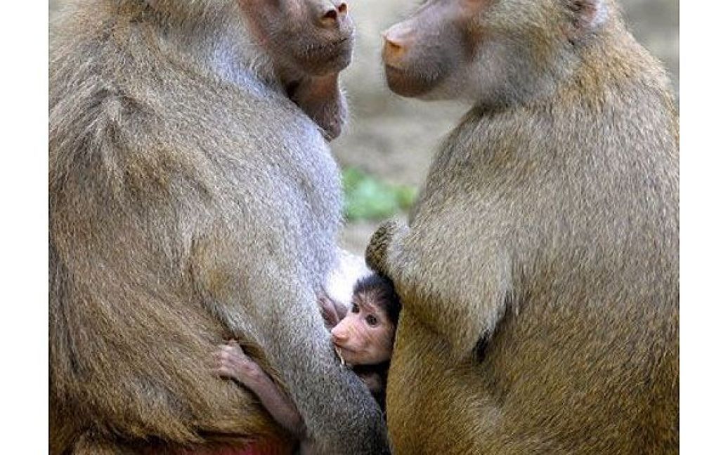 Колумбія, .Калі. Дитинча бабуїна (Papio hamadryas), який народився в неволі два місяці тому, грається з іншими мавпами в зоопарку міста Калі. / © AFP