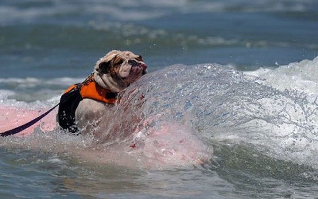 У чемпіонаті взяли участь більше 50 собак різних розмірів та порід. / © AFP