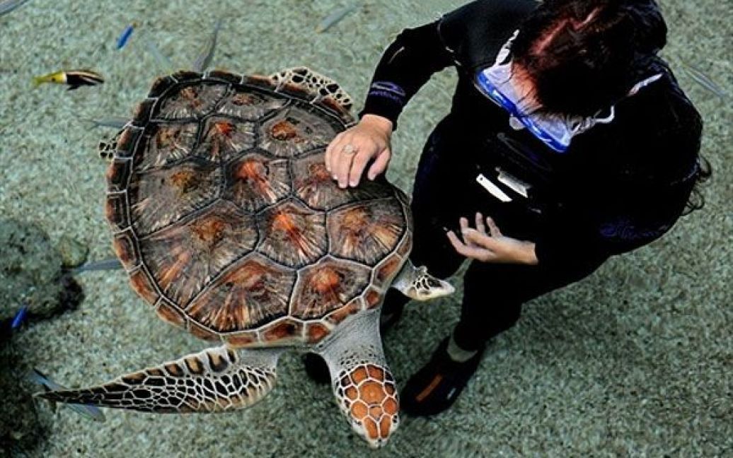 Австралія, Сідней. Дворічна зелена морська черепаха на прізвисько "Морське печиво", у якої відсутня передня ласта, плаває зі старшим акваріумістом Мариною Цамулос в тропічному океанаріумі "Oceanworld". "Морське печиво" врятували співробітниками "Oceanworld" у 2009 році, коли він був важко поранений. / © AFP