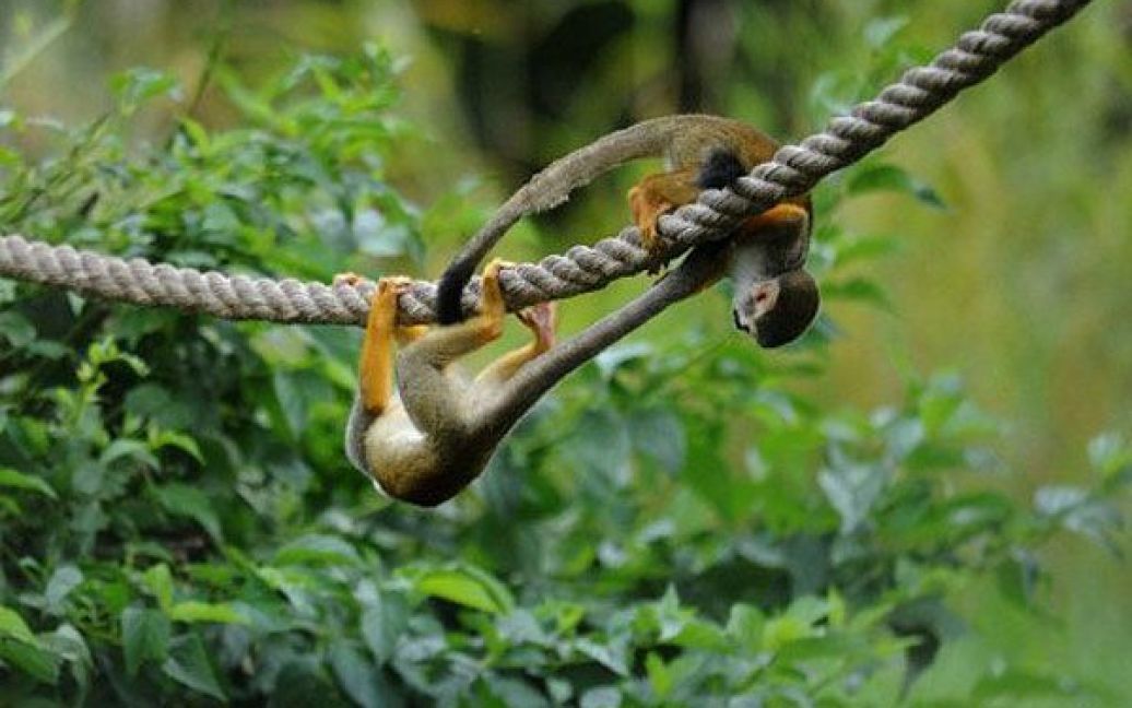 Чехія, Прага. Дві білячі мавпи (саймірі) грають на мотузці у своєму вольєрі в зоопарку міста Прага. / © AFP