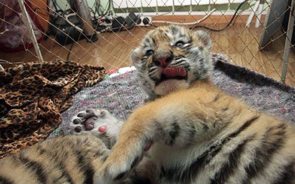 В ялтинському приватному зоопарку "Казка" з&rsquo;явились на світ одразу три уссурійські тигри. / © УНІАН