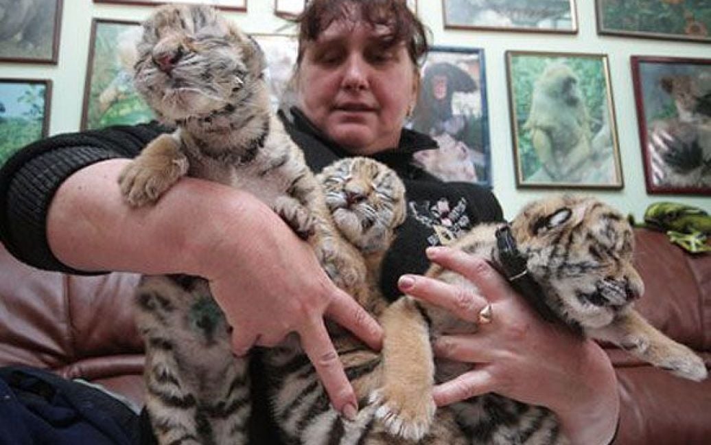 В ялтинському приватному зоопарку "Казка" народилась трійня уссурійських тигренят. / © УНІАН