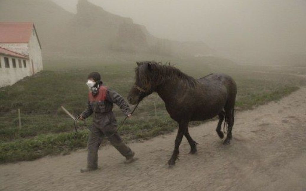 Ісландія, Хоргсленд. Фермер веде коня через золу, якою засипало кілька міст в результаті виверження вулкана Грімсвотн. Попіл випав навіть у столиці Ісландії, Рейк&#039;явіку, у 400 км на захід від вулкана. Хмара попелу піднімається на висоту близько 20 км. / © AFP