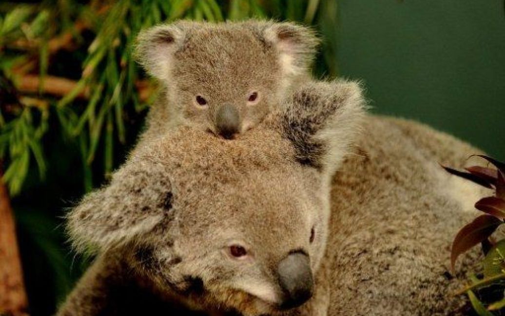 Австралія, Сідней. Дитинча коали на прізвисько Бунда народилося у коали Еллі в Сіднейському парку дикої природи. / © AFP