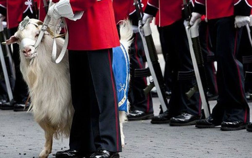 Канада, Квебек. Член Королівського 22-го полку тримає козу під час урочистої церемонії на честь незалежності Квебеку. Церемонію відвідали британський принц Вільям та його дружина герцогиня Кембриджська Кейт Міддлтон. / © AFP