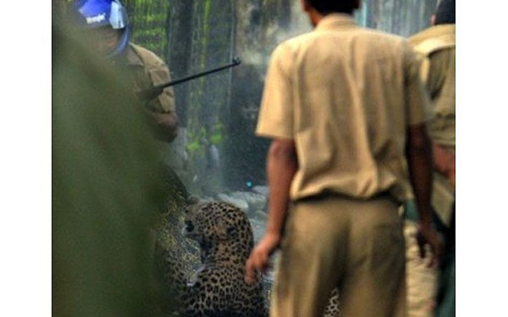 Дикий леопард в Індії напав на шістьох працівників лісової охорони, перш ніж його усипили. / © AFP