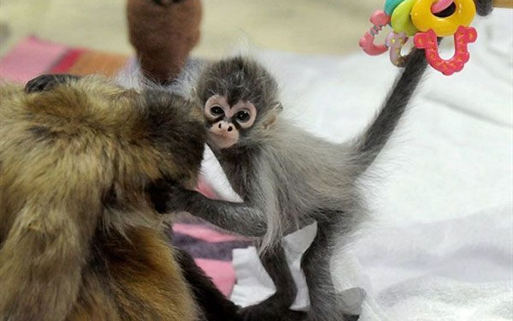 Австралія, Мельбурн. Дитинча павукоподібної мавпи Естела грає зі своєю бабусею Сонею у зоопарку Мельбурна. Естелу, яка народилася у січні 2011 року, залишила мати. Мавпенятко вигодували працівники Департаменту охорони приматів. / © AFP