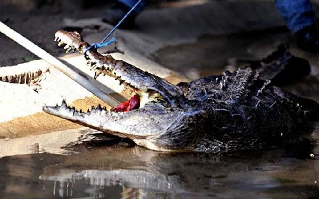 Нікарагуа, Манагуа. Співробітники зоопарку намагаються насильно нагодувати 35-річного крокодила після того, як рептилія втратила апетит на кілька днів через стрес і жорстоке поводження. / © AFP