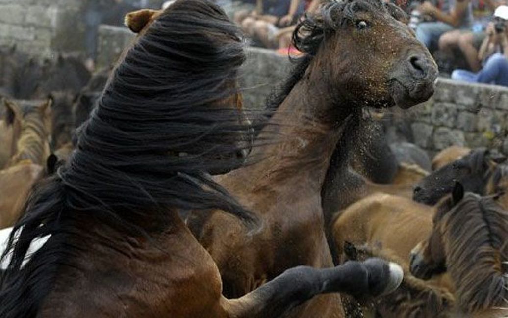 Іспанія, Сабуседо. Дикі коні ведуть боротьбу під час кінного фестивалю "Рапа дас бестас" ("Стрижка тварин"), який вже протягом 400 років святкують в північно-західній Іспанії. Сотні диких коней були зігнані з гір напередодні "Рапа дас бестас". / © AFP