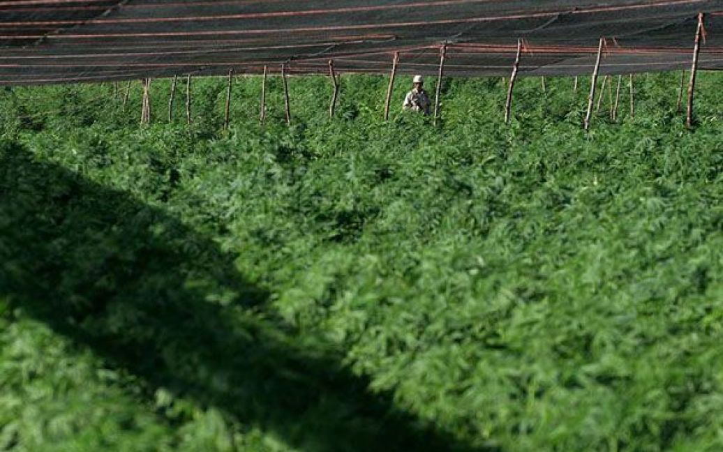 Мексиканська армія виявила поблизу кордону зі США найбільшу плантацію марихуани в історії країни, площею 120 га. / © bigpicture.ru