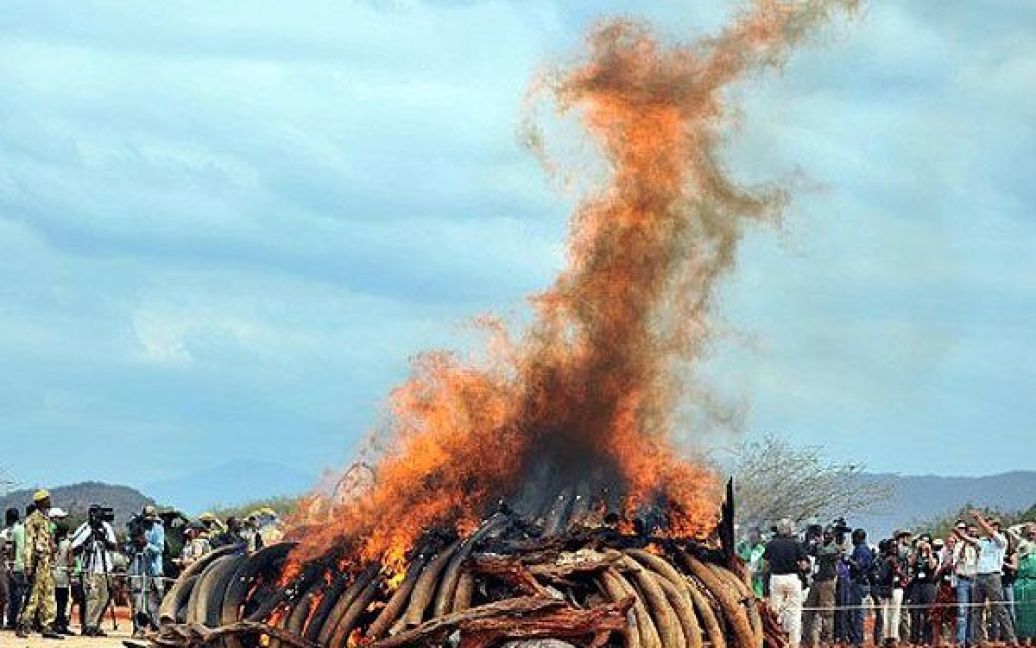 Кенія, Вой. Незаконний вантаж слонової кістки спалили у Національному парку Тсаво поблизу столиці Найробі. Президент Кенії Мваї Кібакі наказав знищити майже 5 тонн слонової кістки, вилучені в Сінгапурі. / © AFP