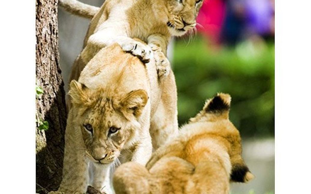 США, Вашингтон. Молоді левенята грають у своєму вольєрі в Національному зоопарку Вашингтона. Семеро дитинчат лева, яких народили левиці Шера і Наба від лева Луки, незабаром будуть переведені до дорослих вольєрів. / © AFP